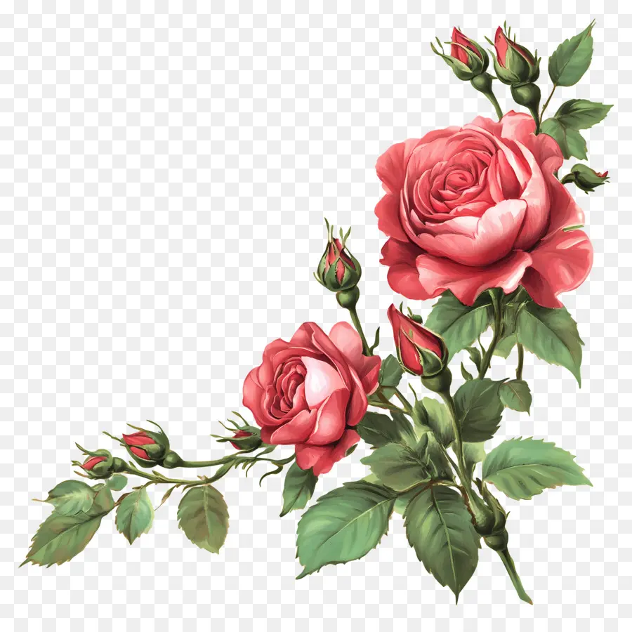 Rose，Roses Oranges PNG