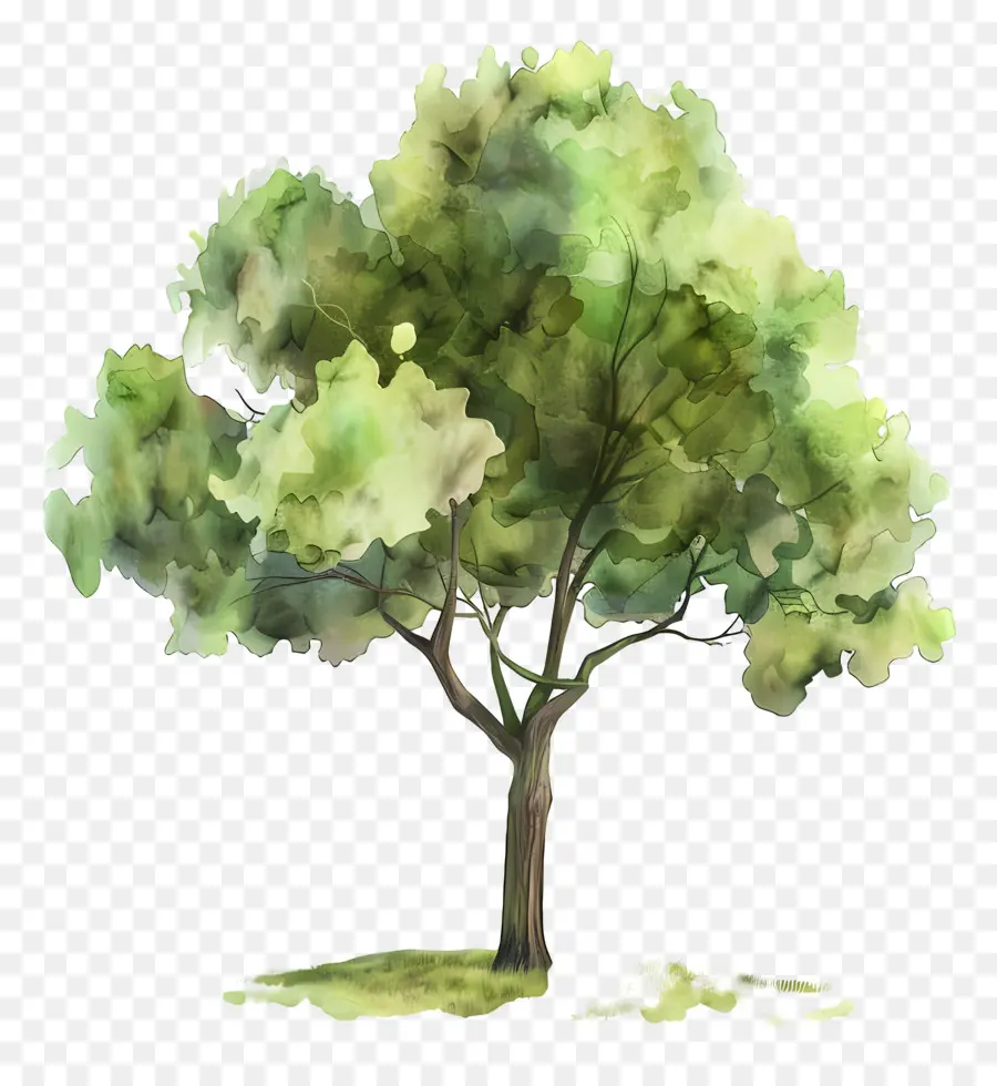 Arbre Aquarelle，Arbre PNG