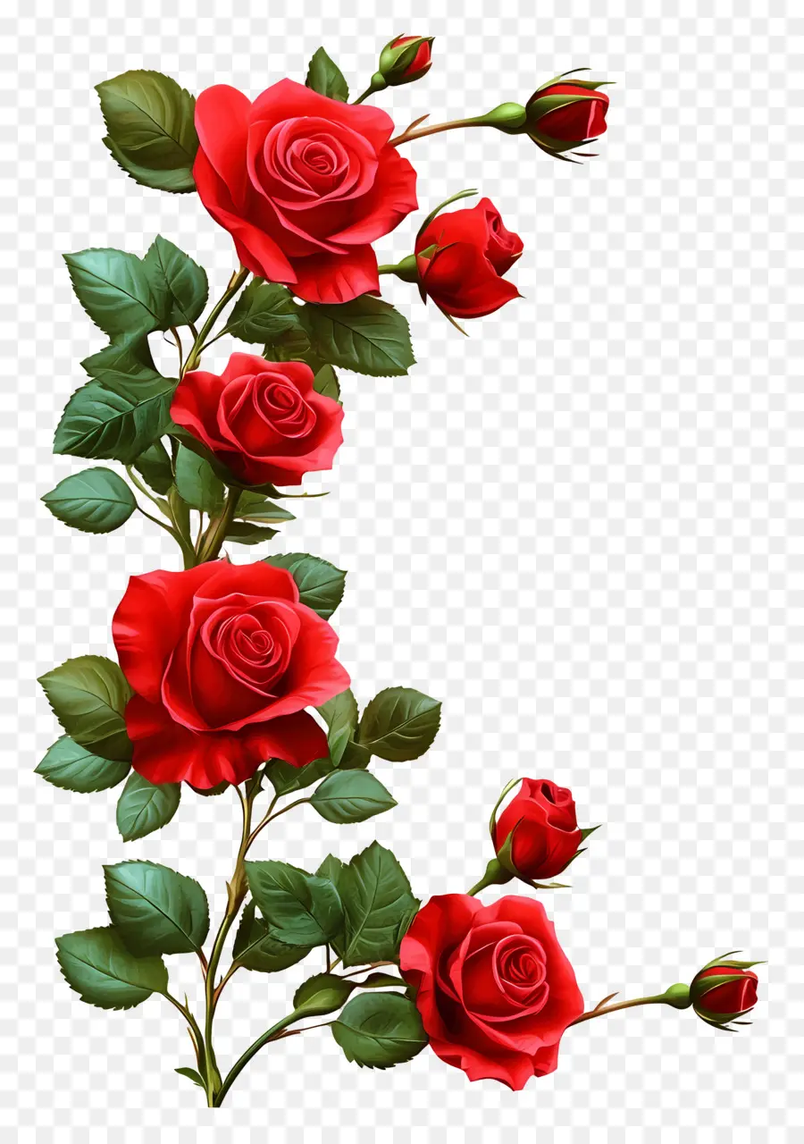 Rose，Roses Rouges PNG