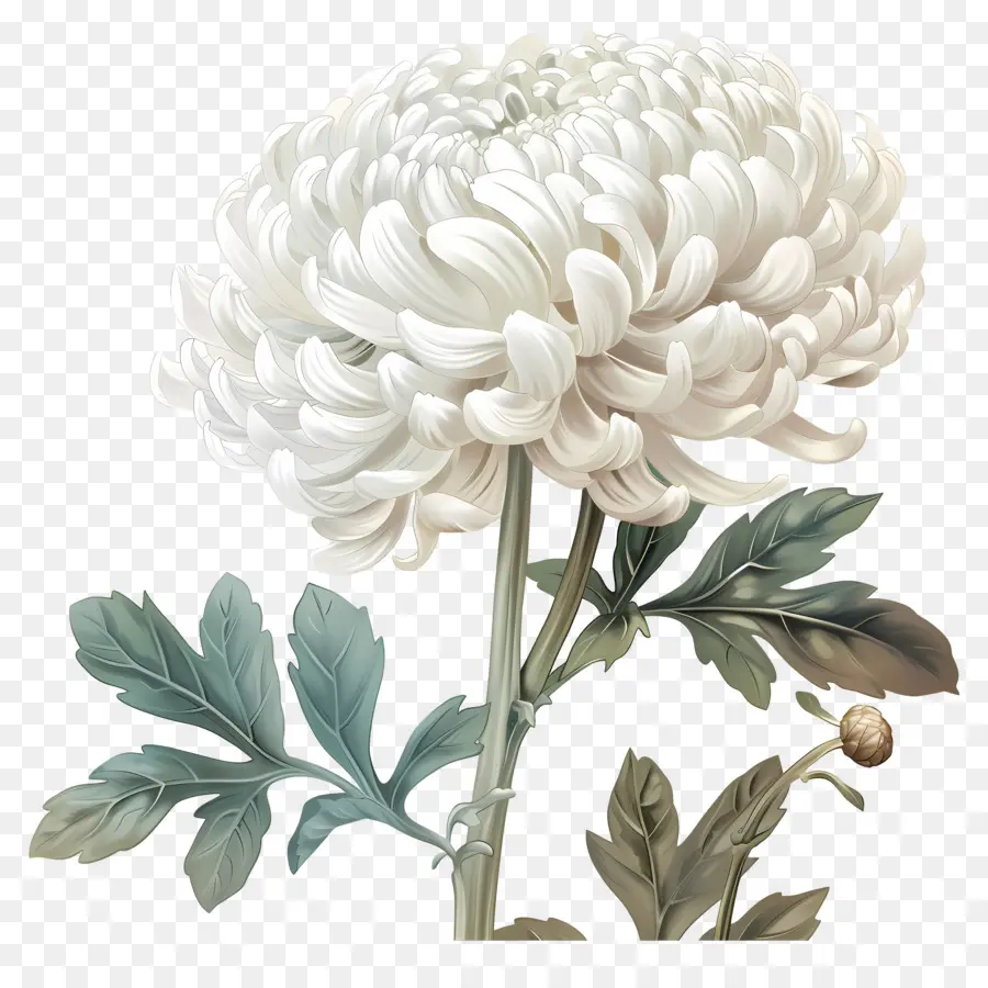 Fleurs De Chrysanthème Blanc，Chrysanthèmes Blancs PNG