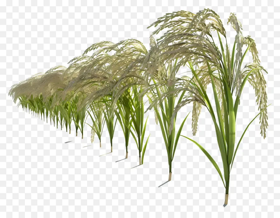 Tige De Riz，Plants De Riz PNG