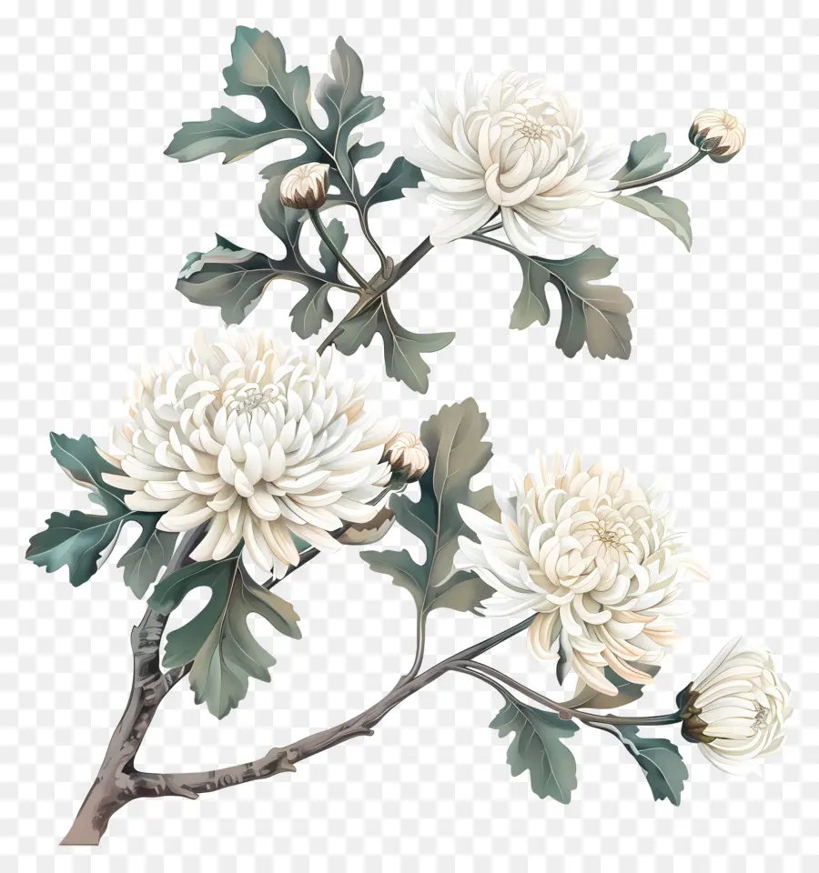 Fleurs De Chrysanthème Blanc，Chrysanthèmes Blancs PNG