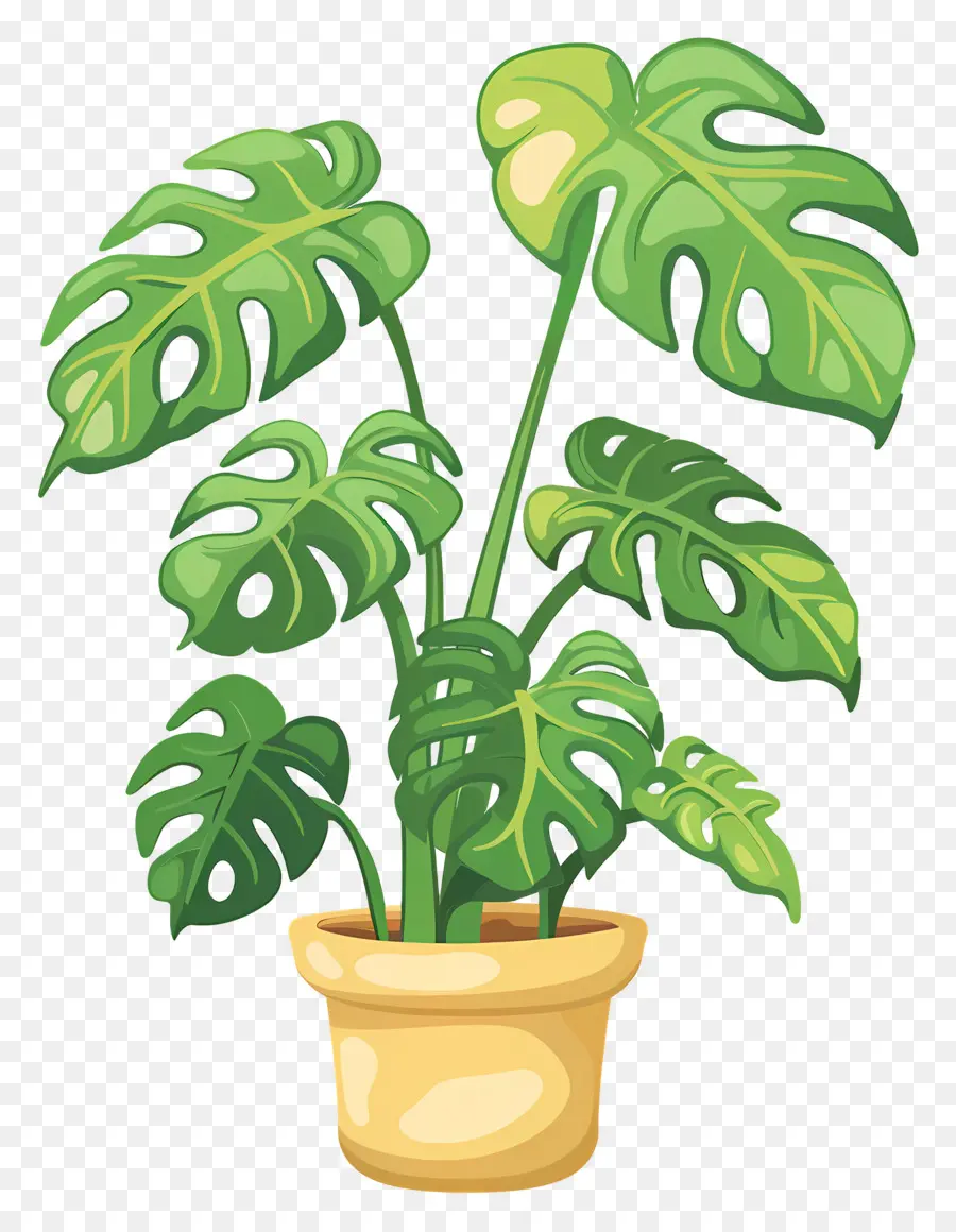 Plante Monstera，Plante En Pot PNG