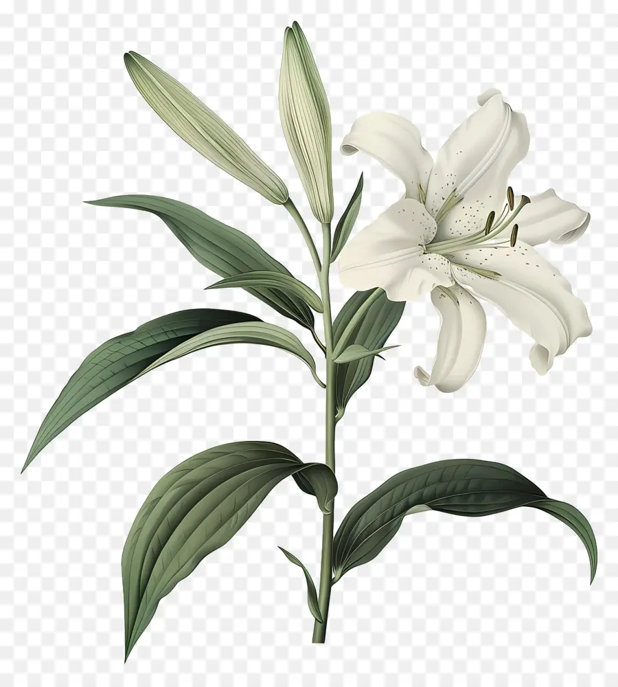 Lys Blanc，Lys Blancs PNG