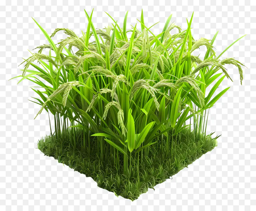 Rizière，Herbe Verte PNG