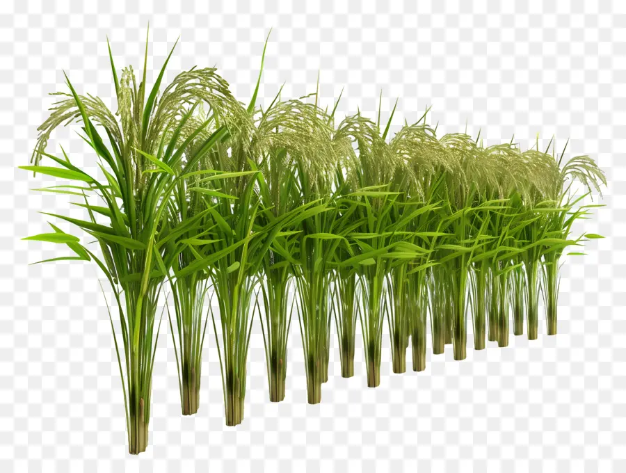 Tige De Riz，Plants De Riz PNG