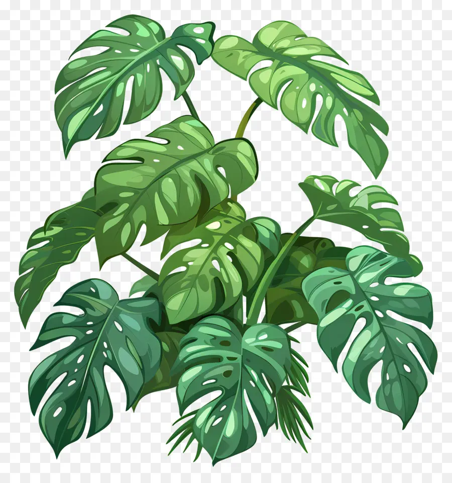 Plante Monstera，Plantes Vertes PNG