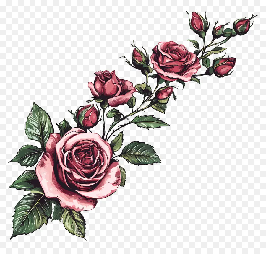 Rose，Roses Oranges PNG