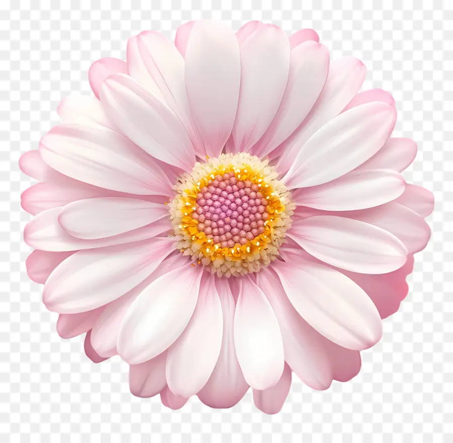 Bonjour，Fleur PNG