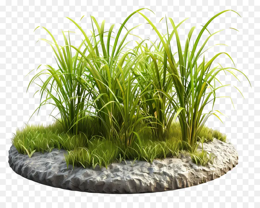 Rizière，Herbe Verte PNG