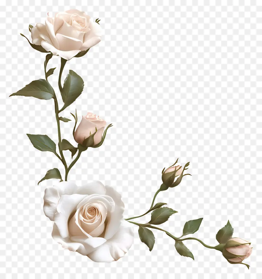 Rose，Rose Blanche PNG