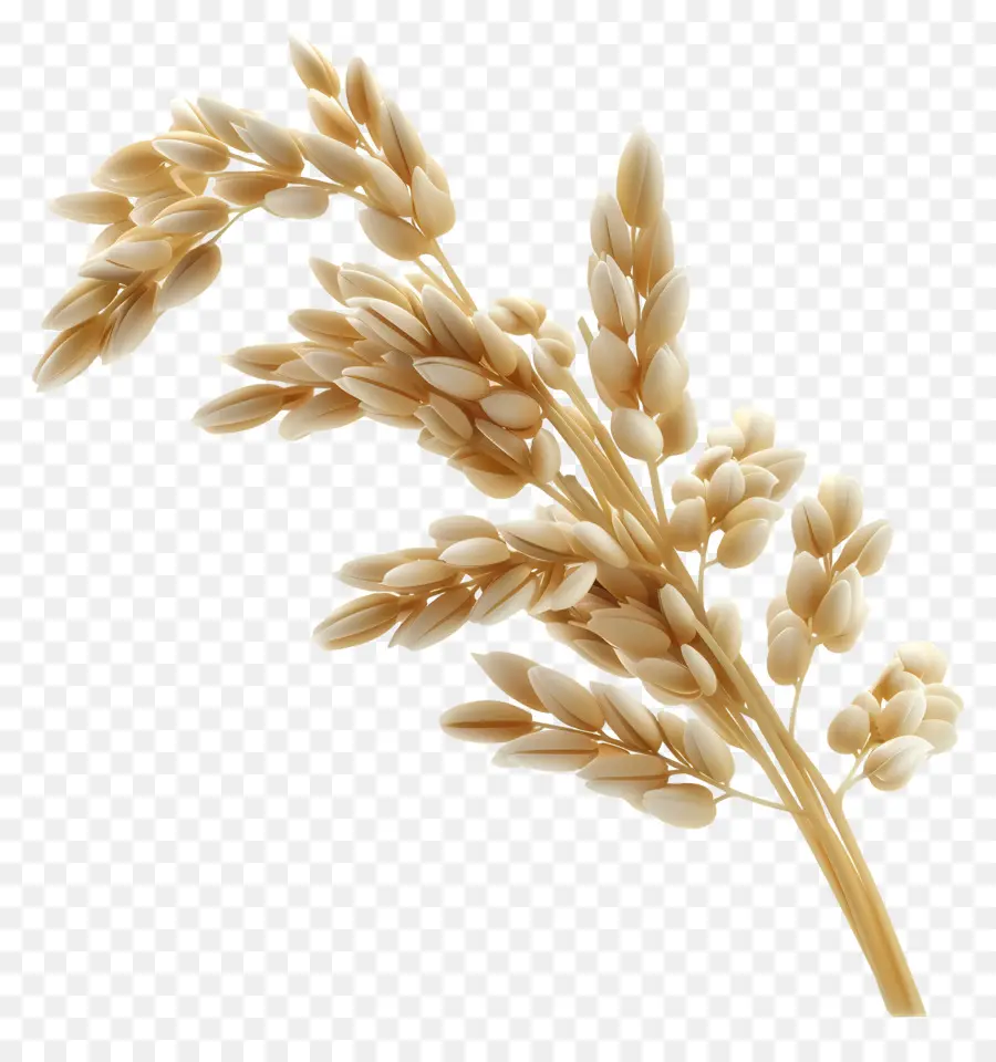 Grains De Riz，Tiges De Riz PNG