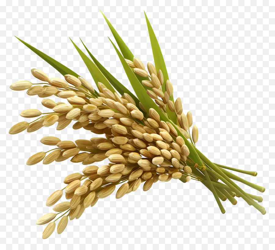 Grains De Riz，Tiges De Riz PNG