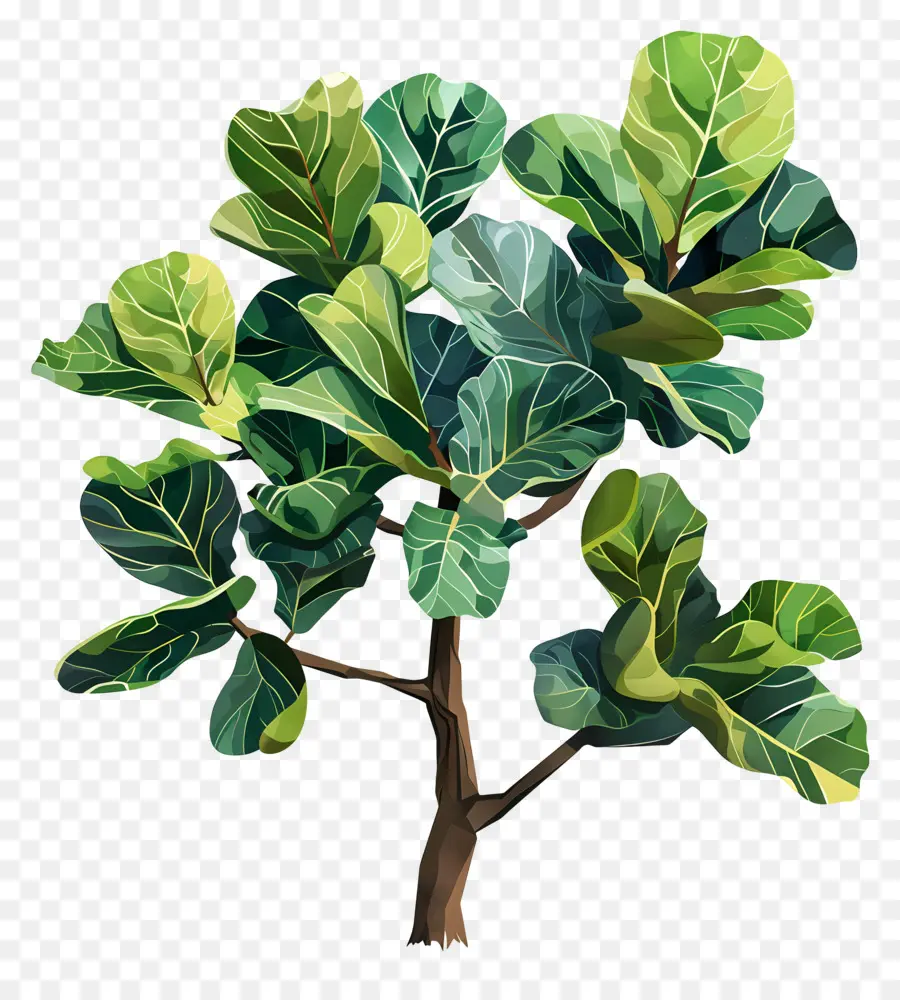 Ficus Lyrata，Plante Verte PNG