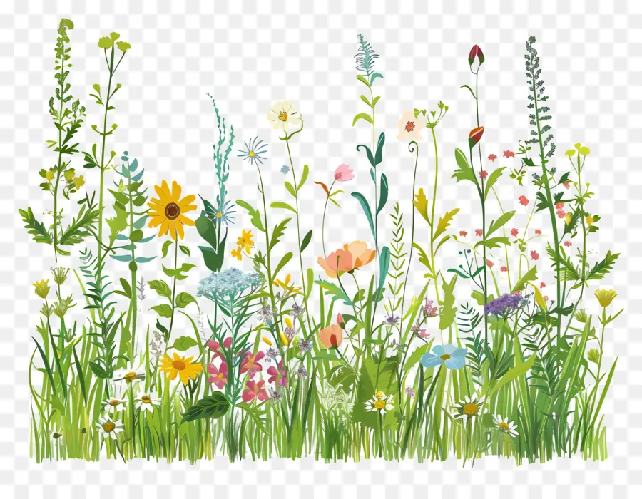 Prairie De Fleurs Sauvages，Fleurs PNG