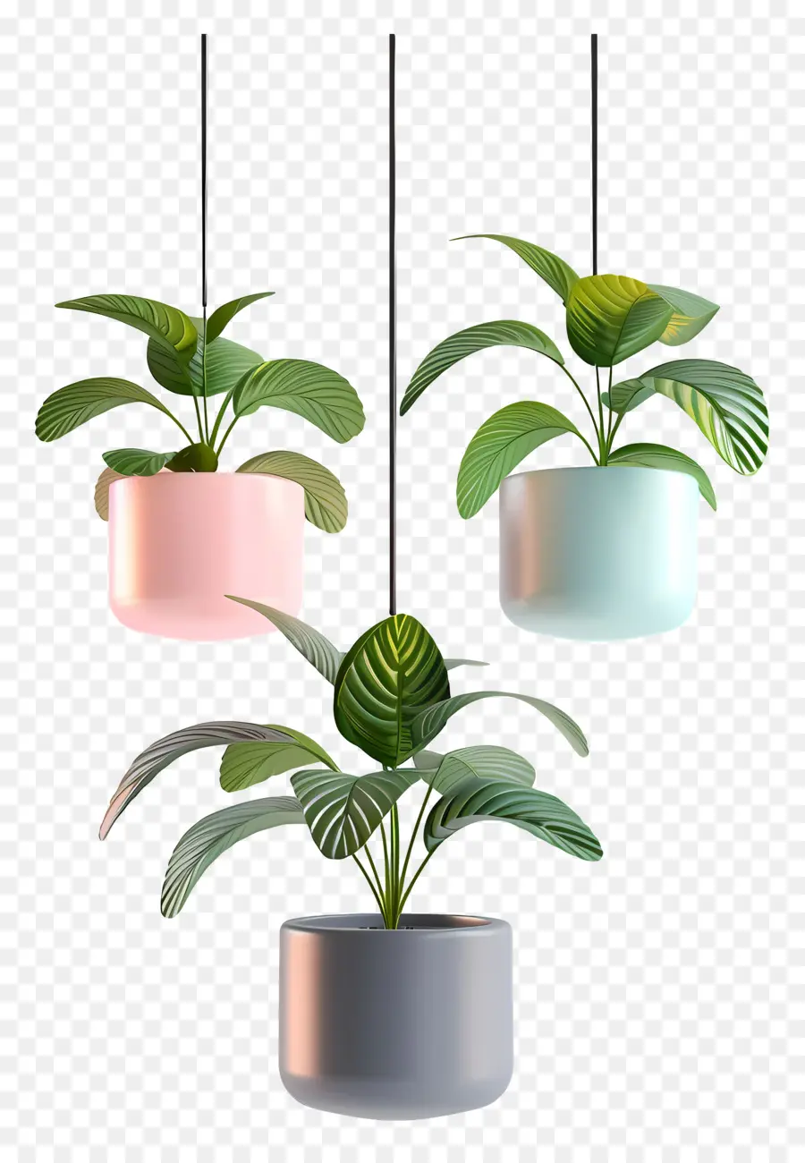 Plante En Pot Suspendue，Plantes Suspendues PNG