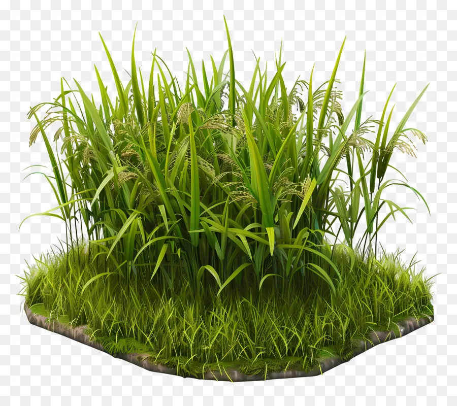 Rizière，Herbe Verte PNG