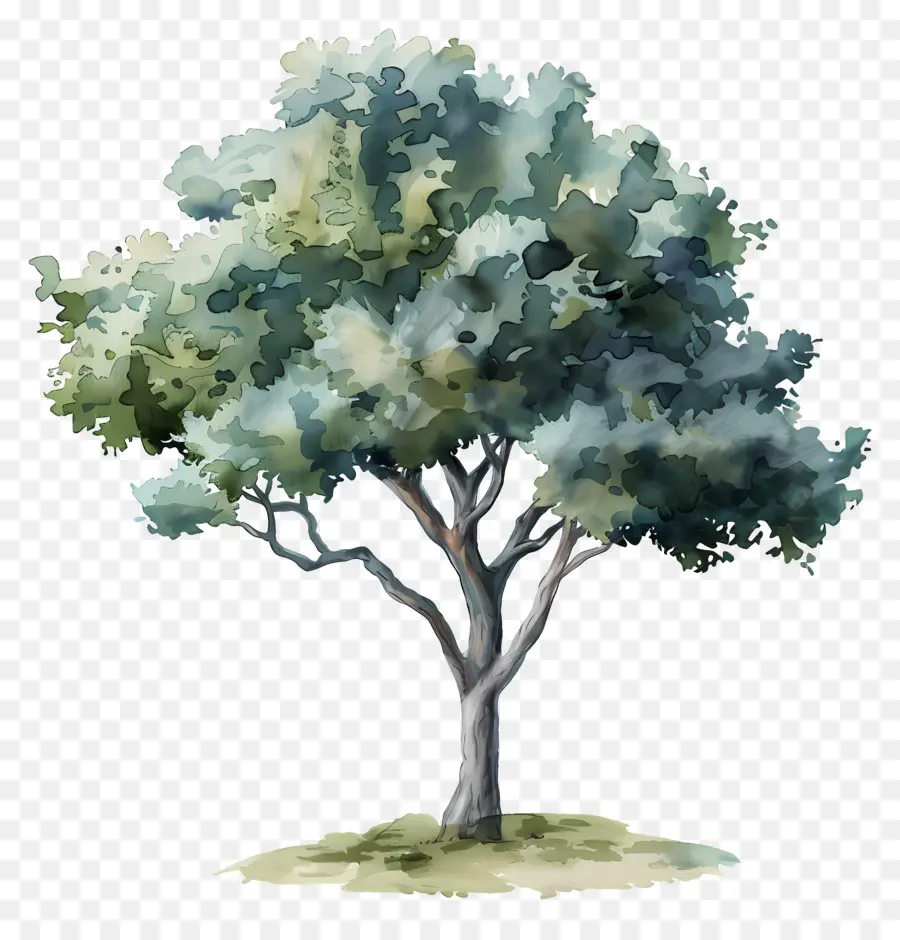 Arbre Aquarelle，Arbre PNG