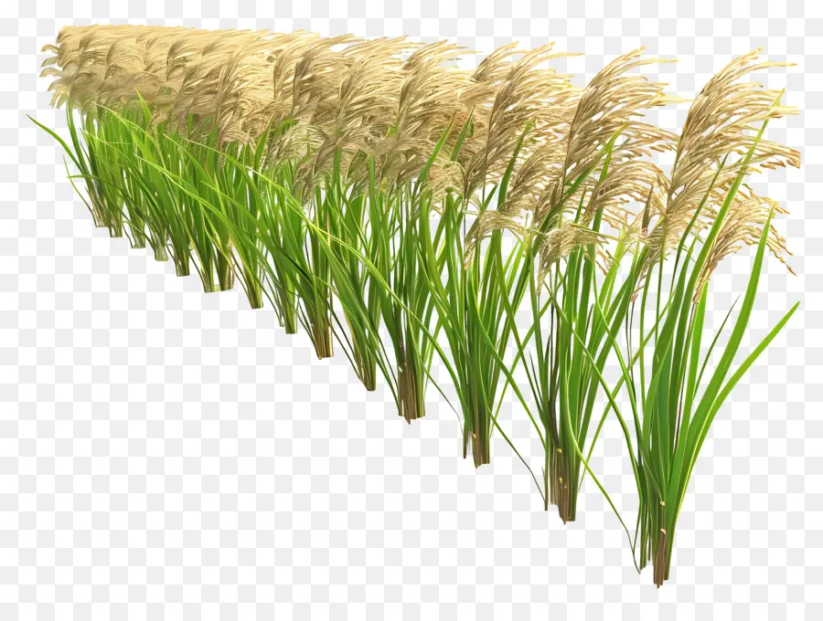 Tige De Riz，Herbe PNG