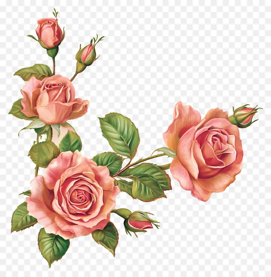 Rose，Roses PNG