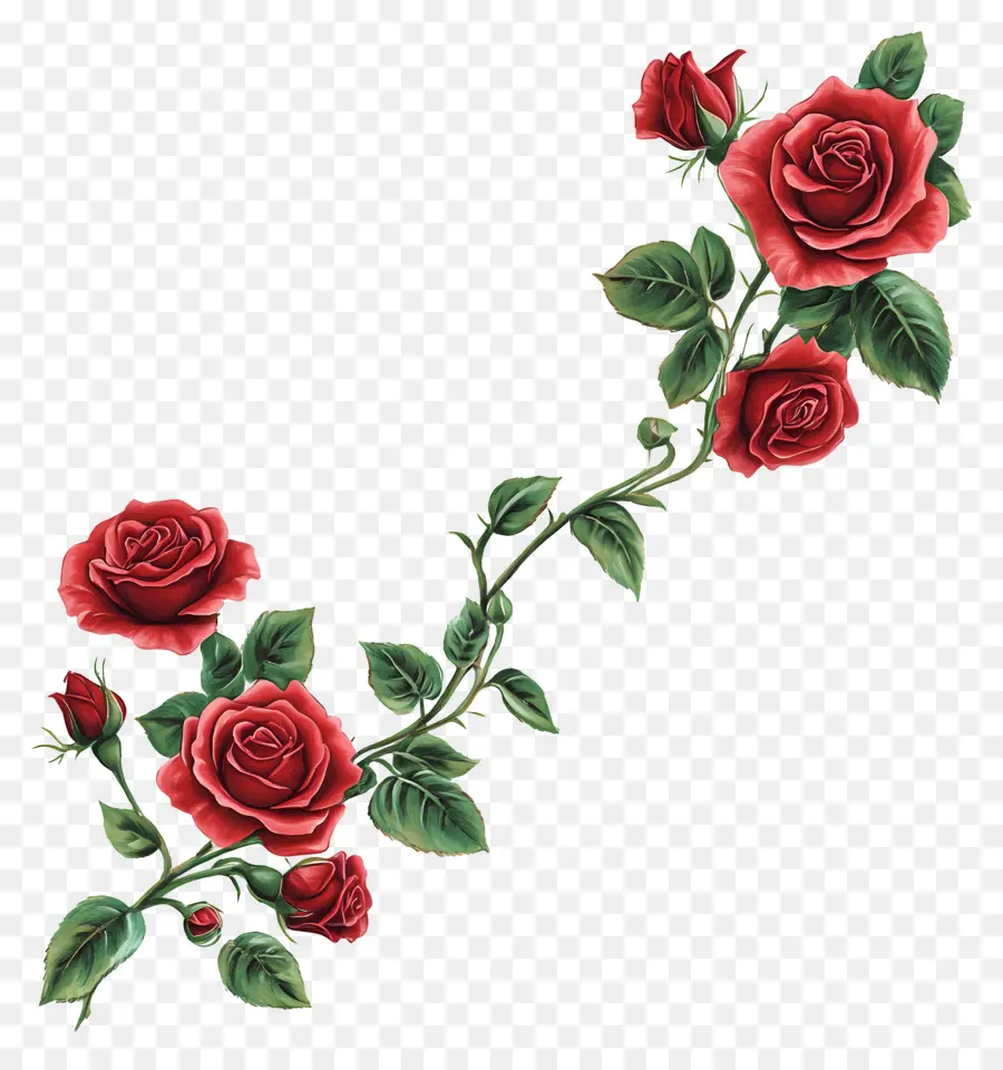 Rose，Roses Oranges PNG