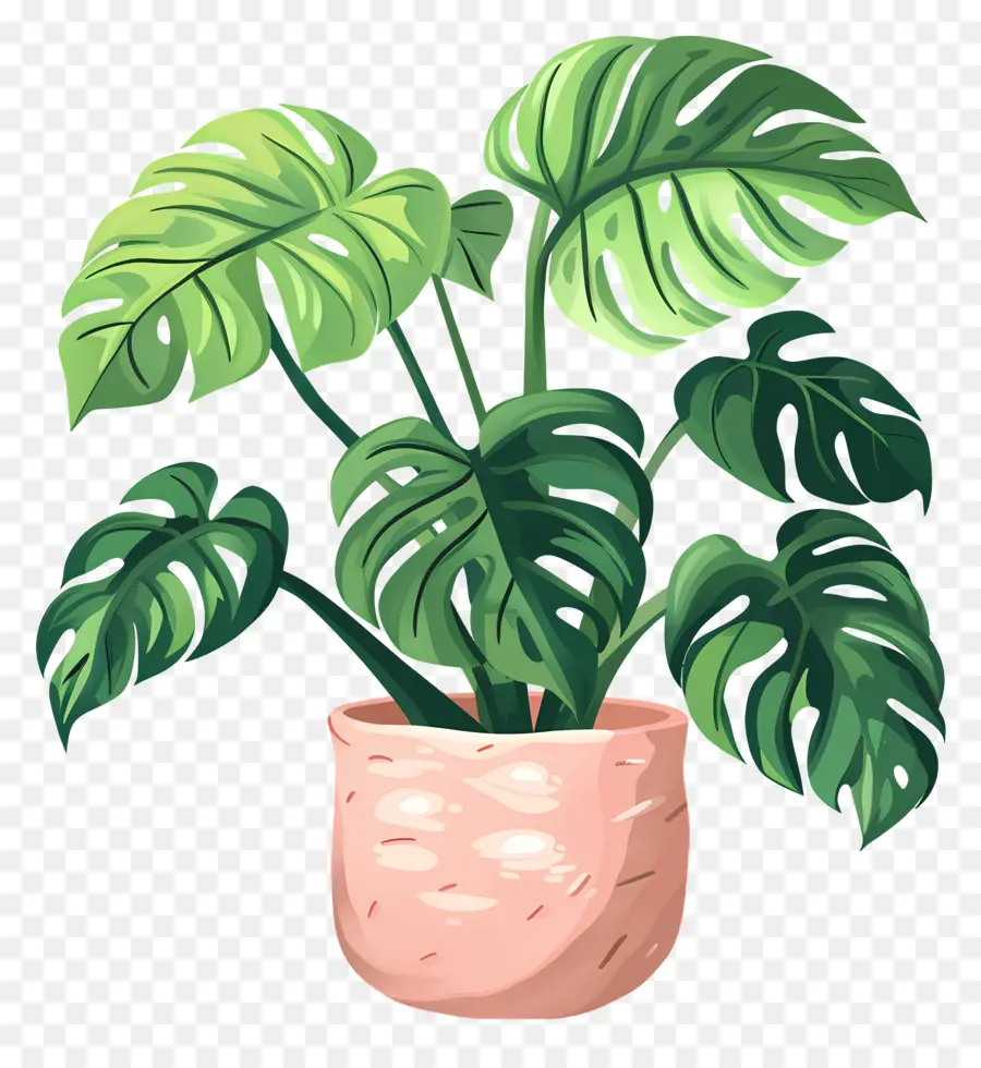 Plante Monstera，Plante En Pot PNG