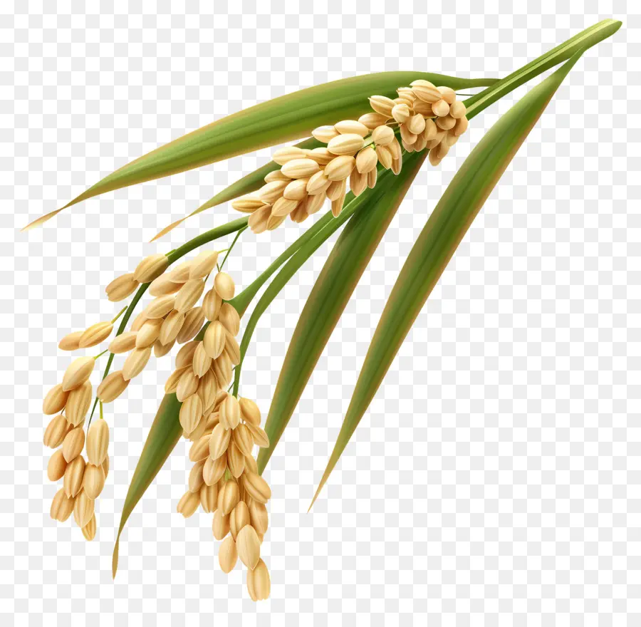 Grains De Riz，Usine De Riz PNG