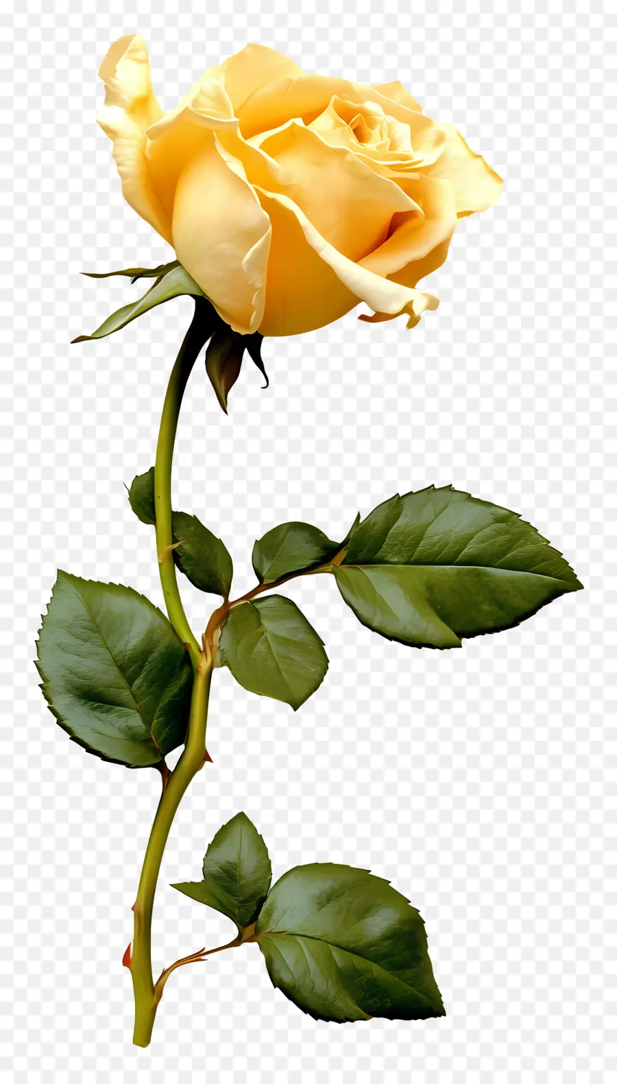 Rose，Rose Jaune PNG