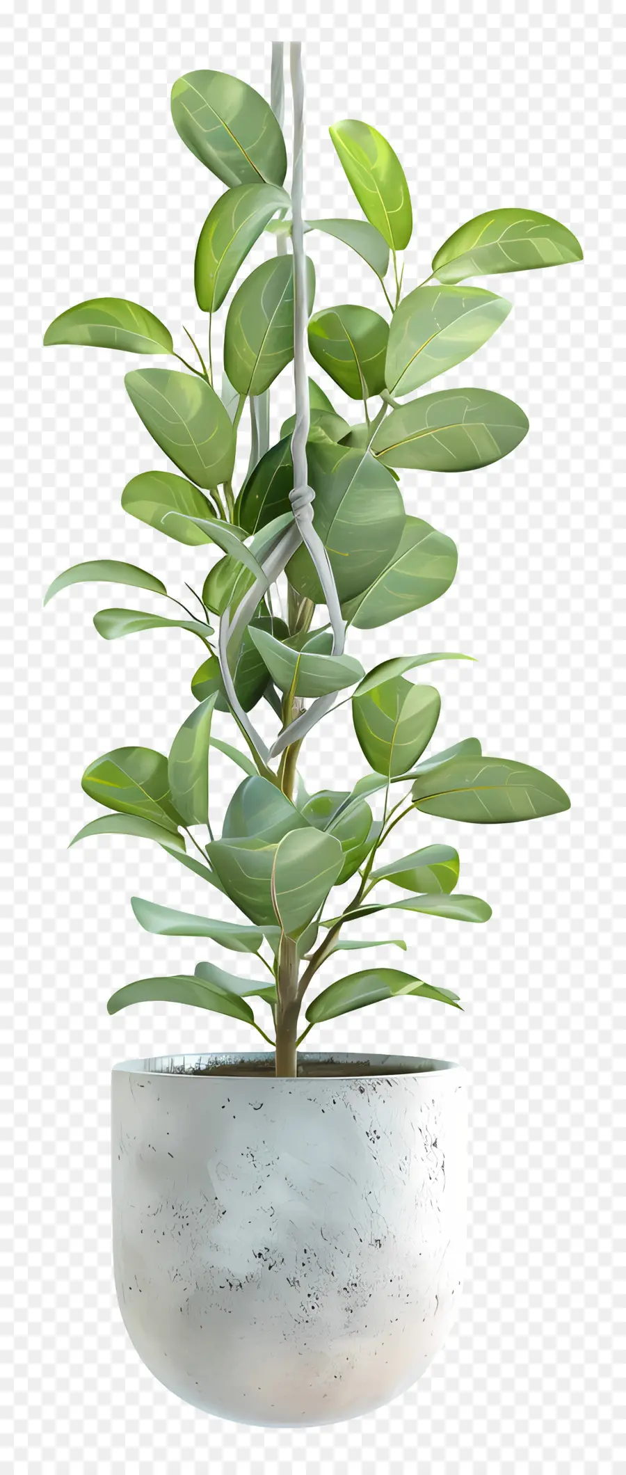 Plante En Pot Suspendue，Plante Suspendue PNG