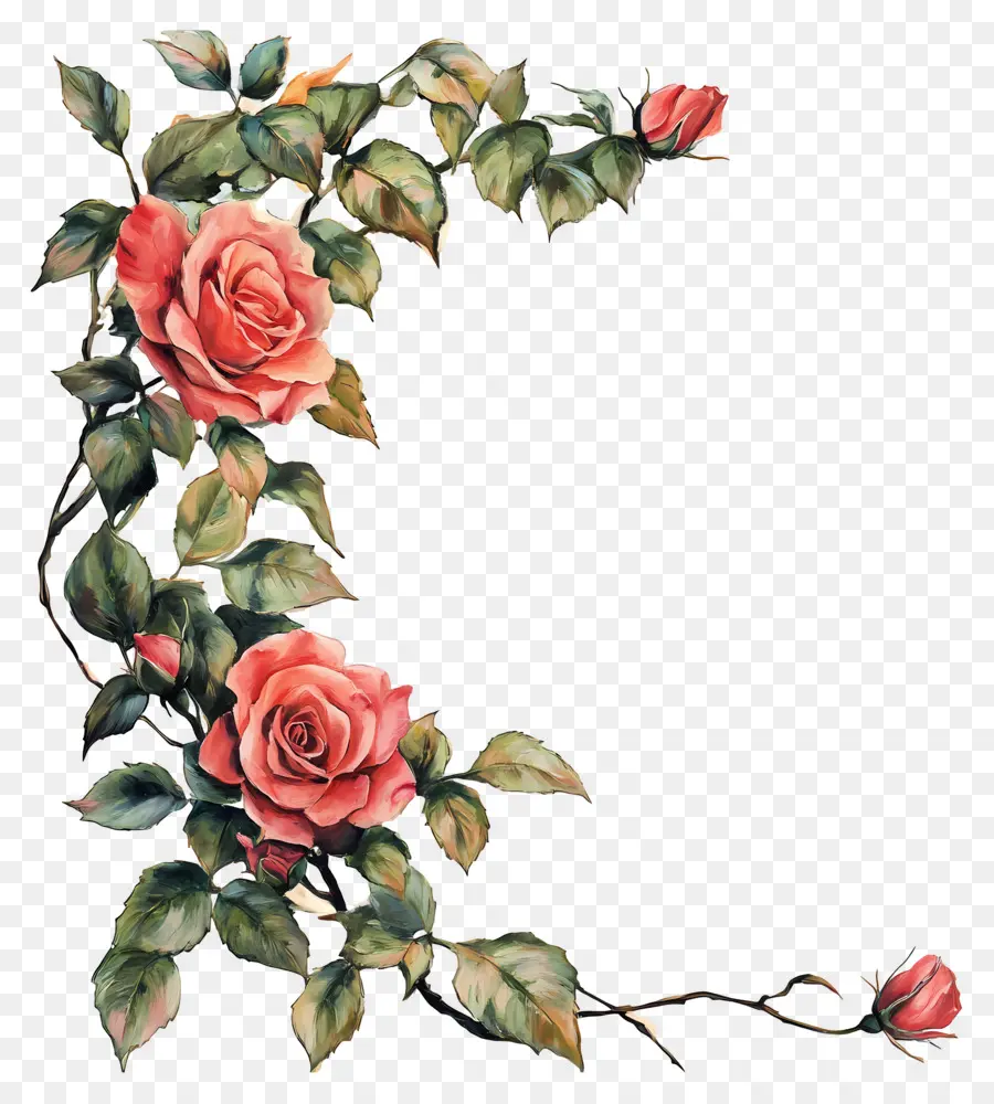 Rose，Roses Roses PNG