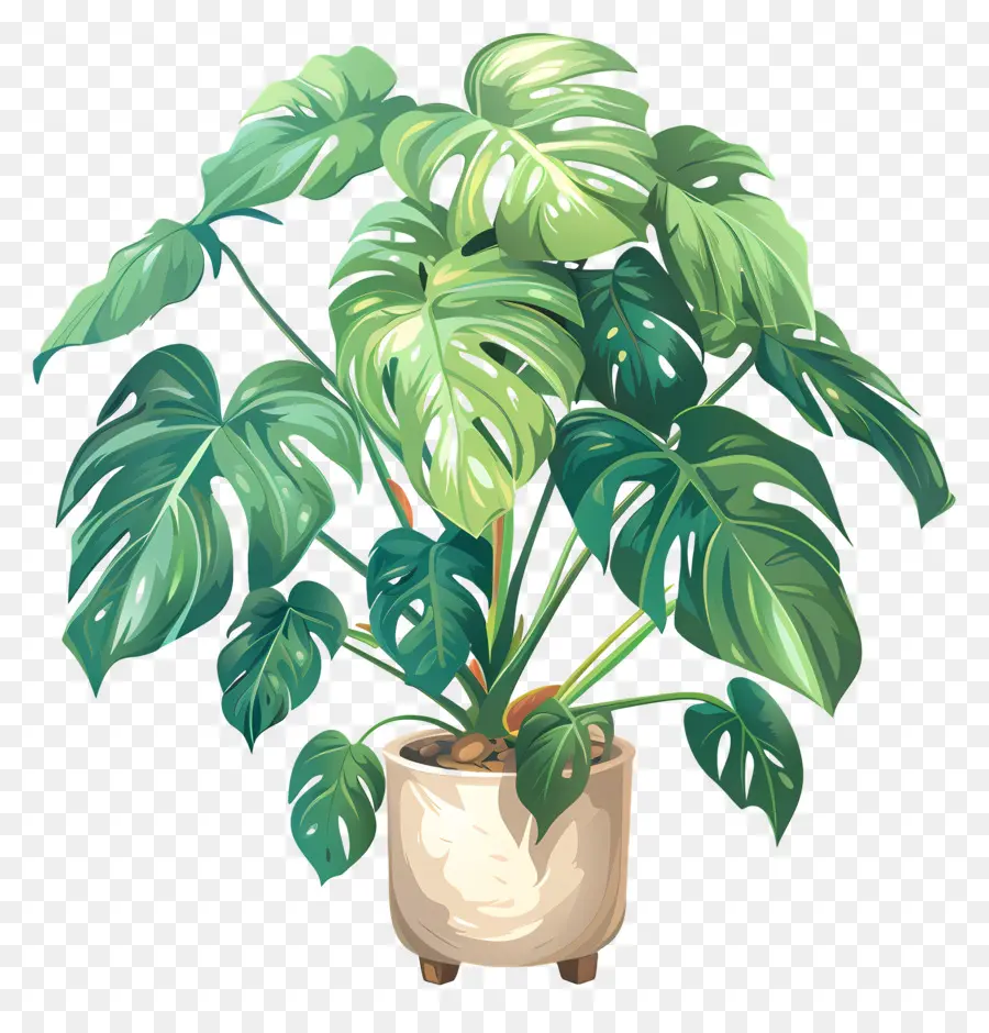 Plante Monstera，Plante En Pot PNG