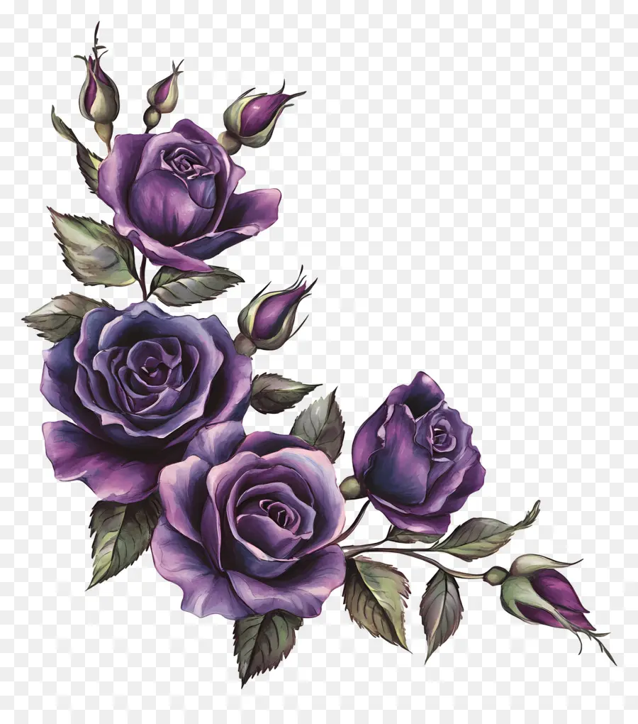 Rose，Roses Violettes PNG