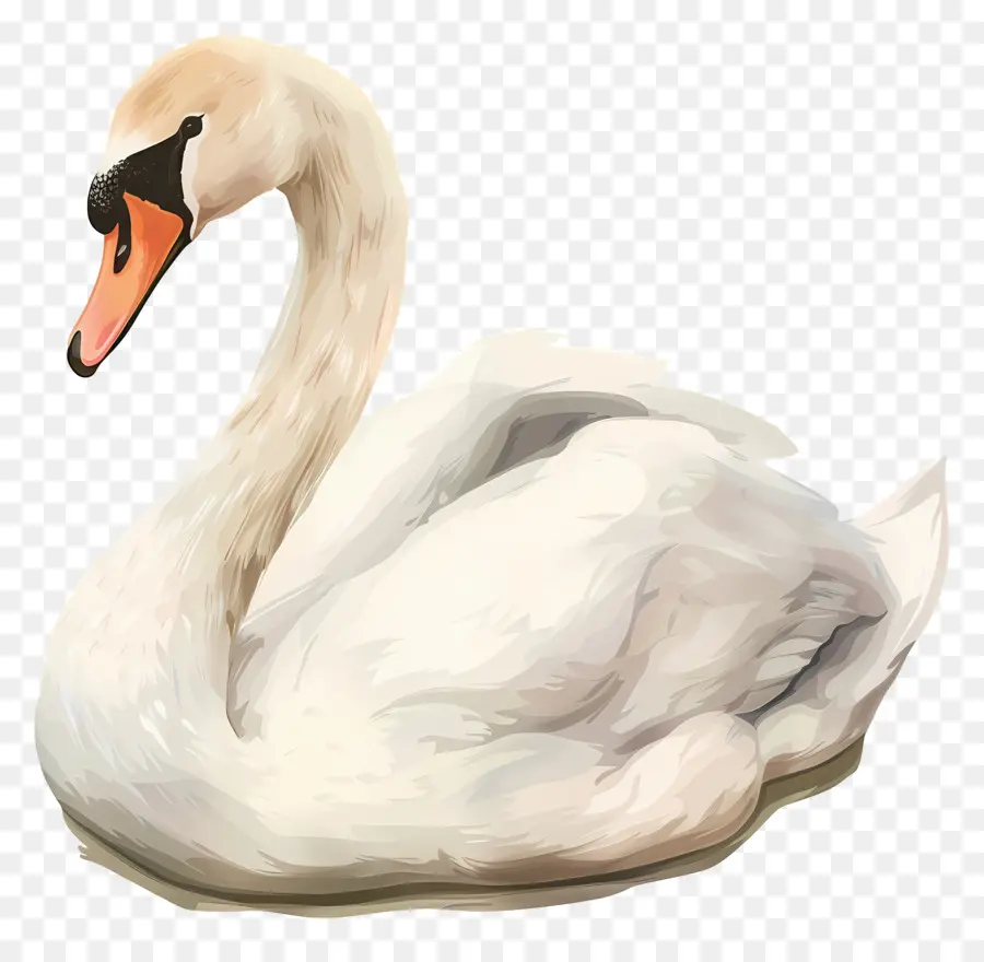 Cygne Mignon，Cygne PNG