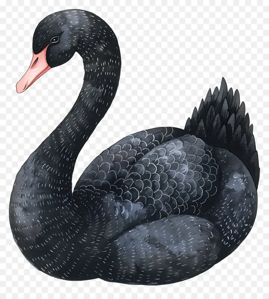 Cygne Noir，Plumes PNG