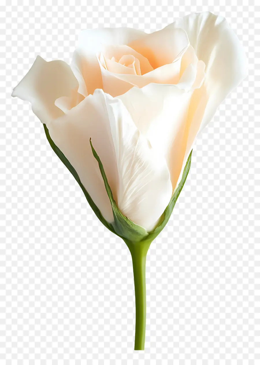 Bonjour，Rose Blanche PNG