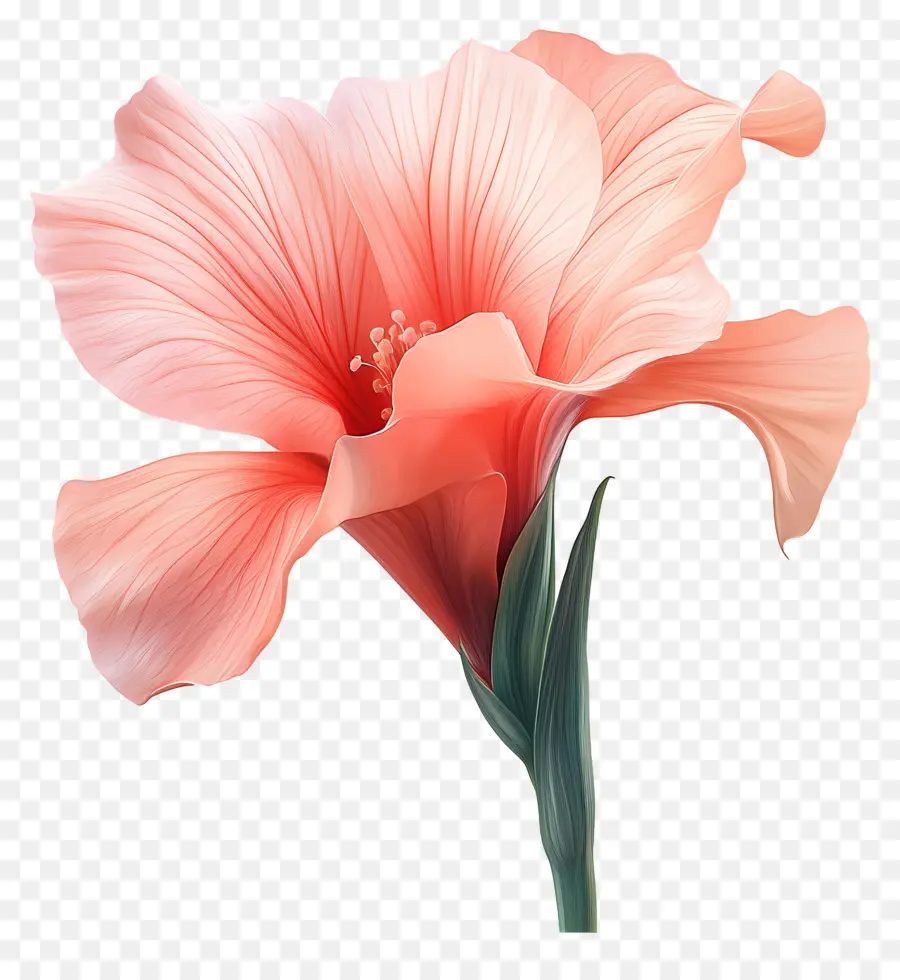 Bonjour，Fleur Rose PNG