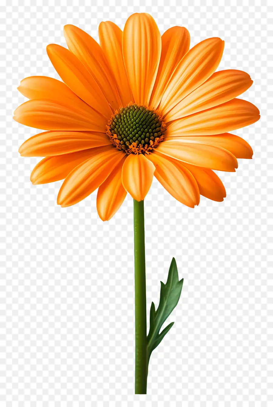 Bonjour，Marguerite Gerbera Orange PNG