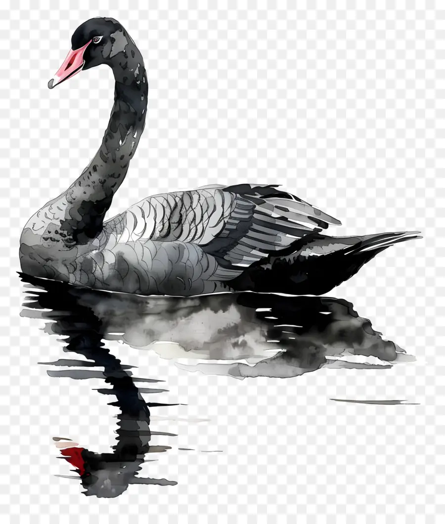 Cygne Noir，Cygne PNG