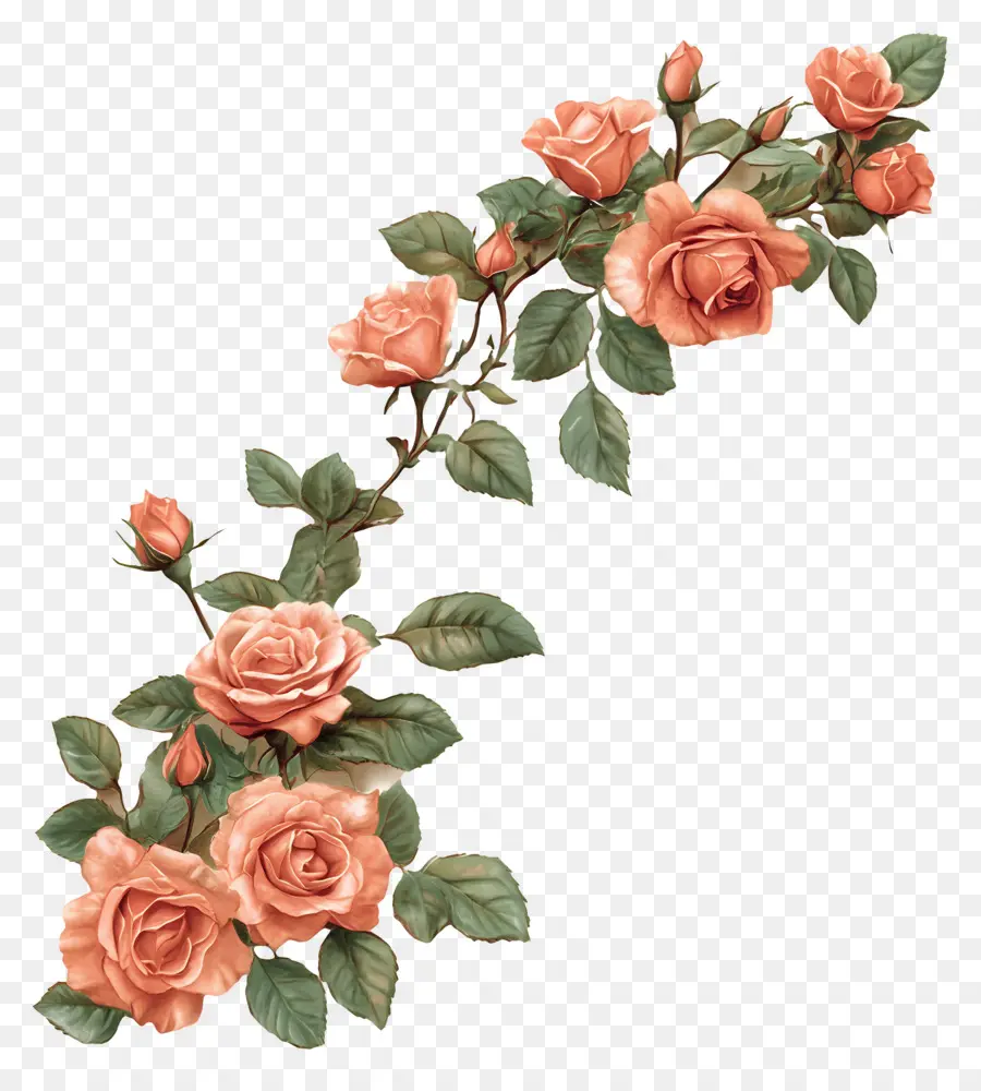 Rose，Roses Oranges PNG