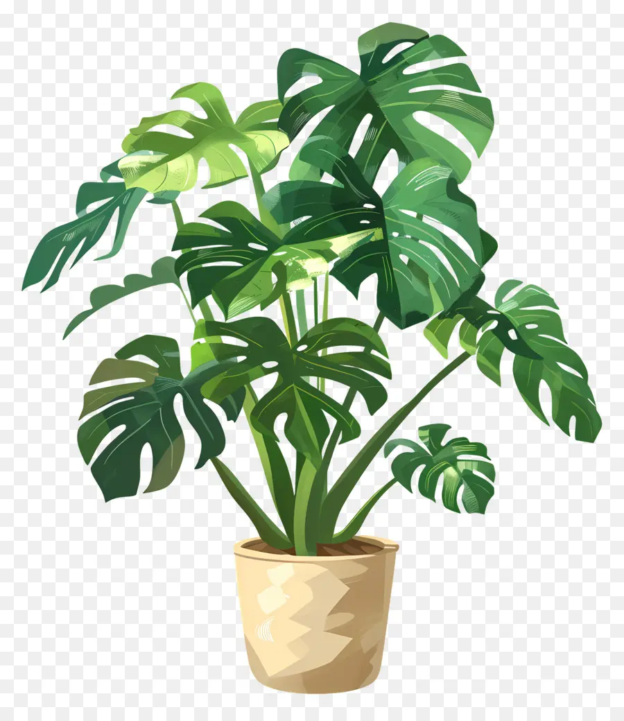 Plante Monstera，Plante En Pot PNG