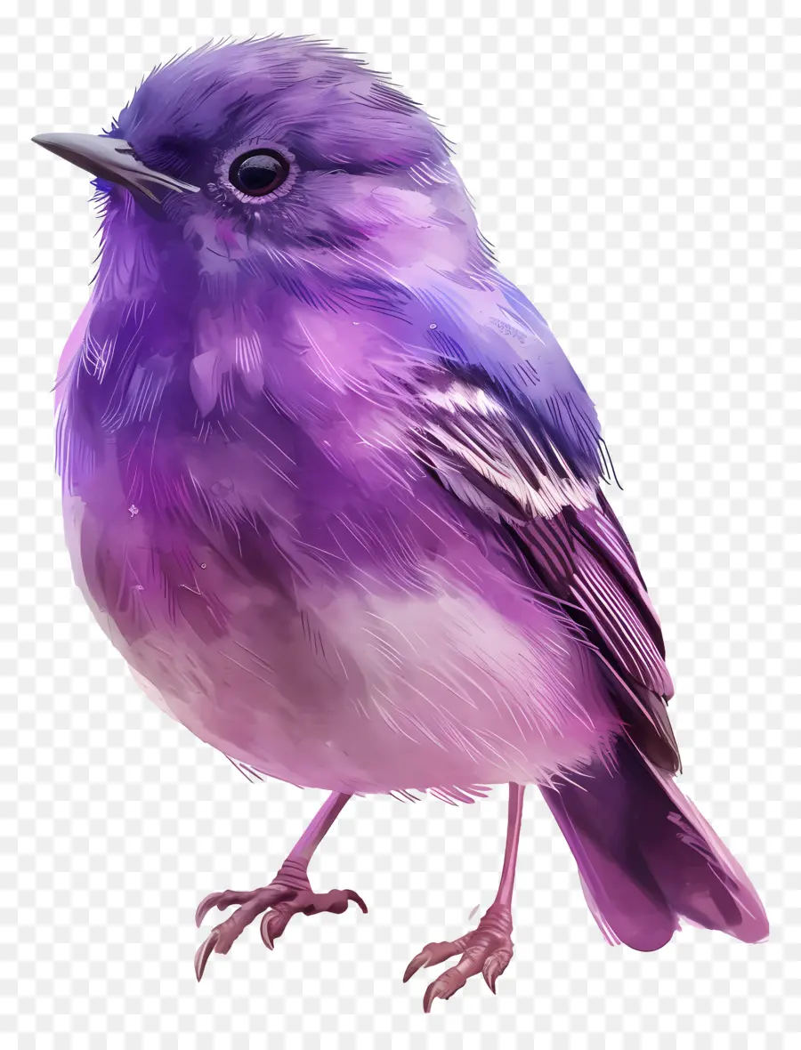 Oiseau Violet，Plumes PNG