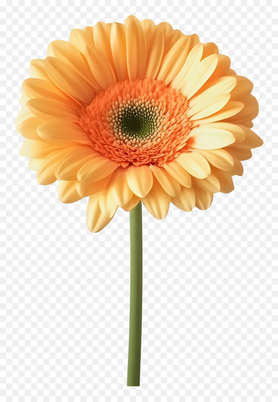 Bonjour，Marguerite Gerbera Orange PNG