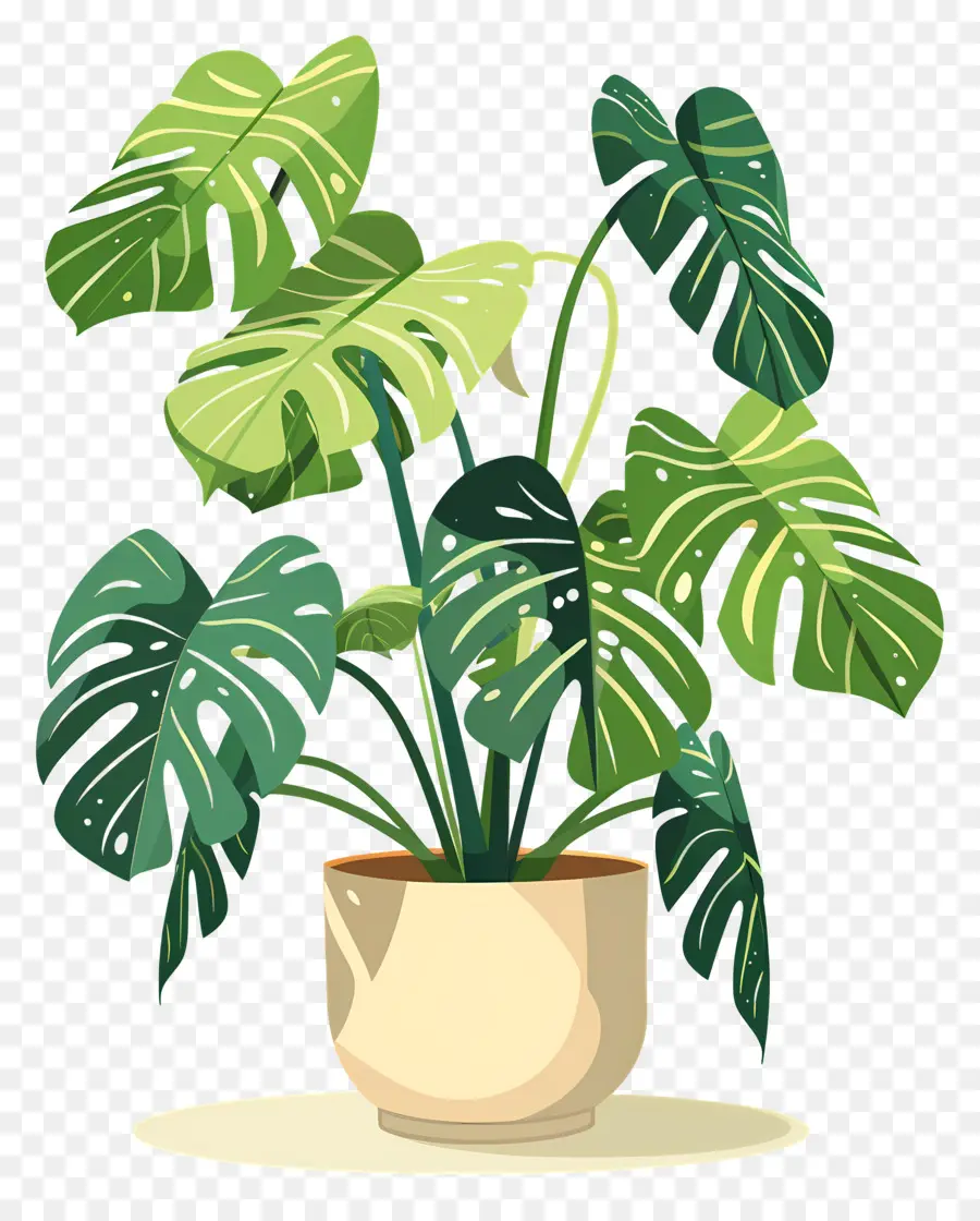 Plante Monstera，Plante En Pot PNG