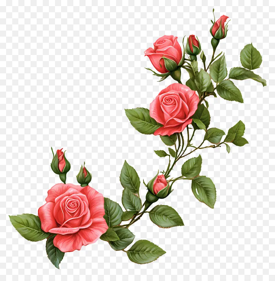 Rose，Roses Blanches PNG