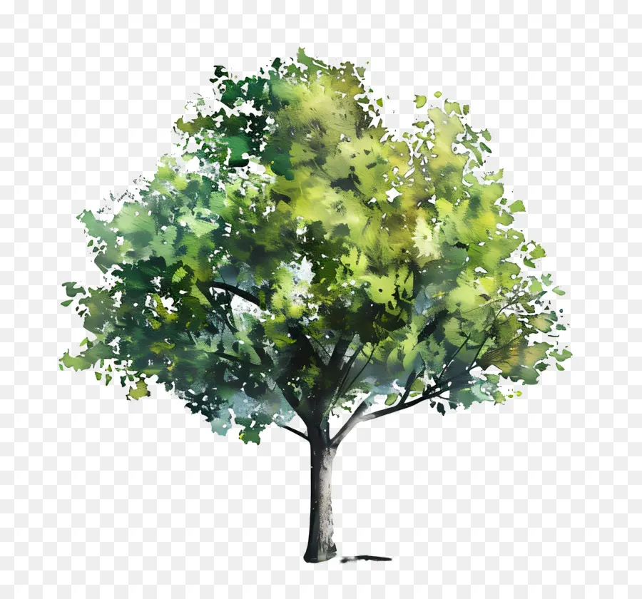 Arbre Aquarelle，Arbre PNG