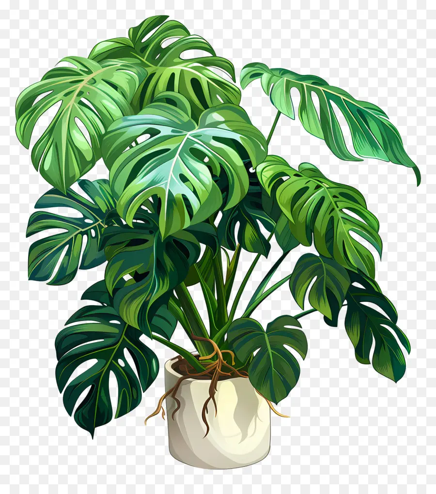 Plante Monstera，Plante En Pot PNG