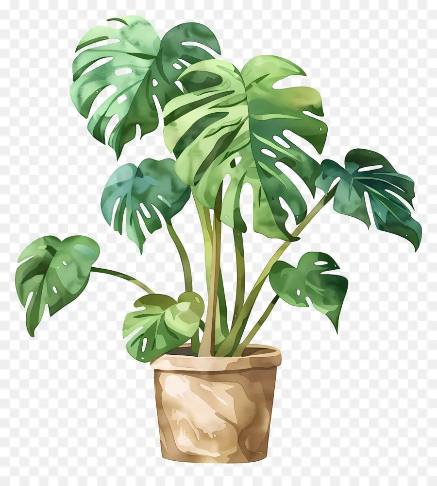 Plante Monstera，Plante En Pot PNG