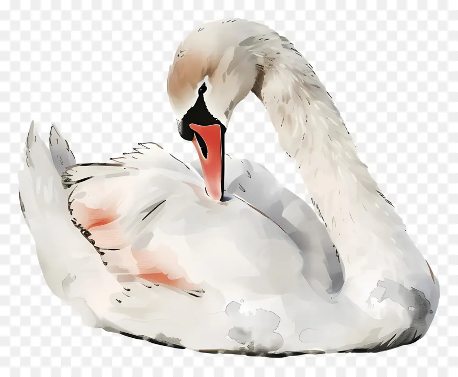 Cygne Mignon，Cygne PNG