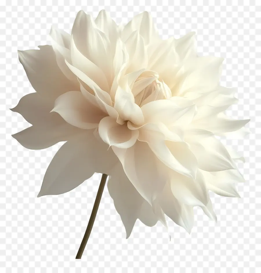 Bonjour，Fleur Blanche PNG