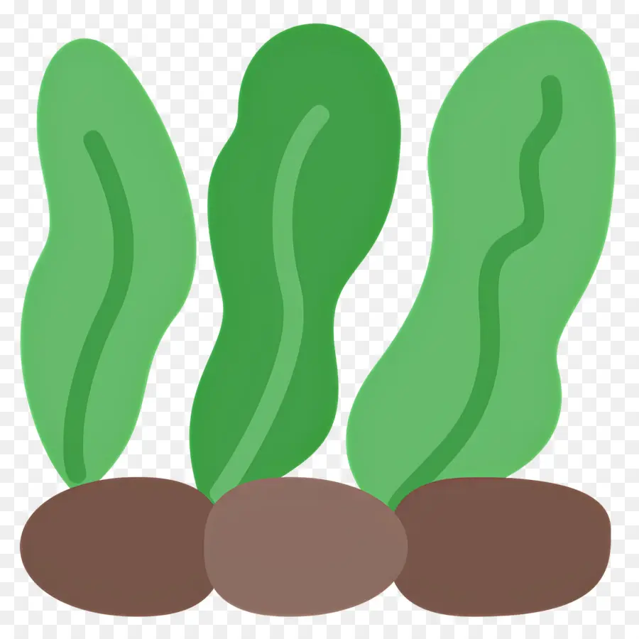 Algue，Plantes Vertes PNG